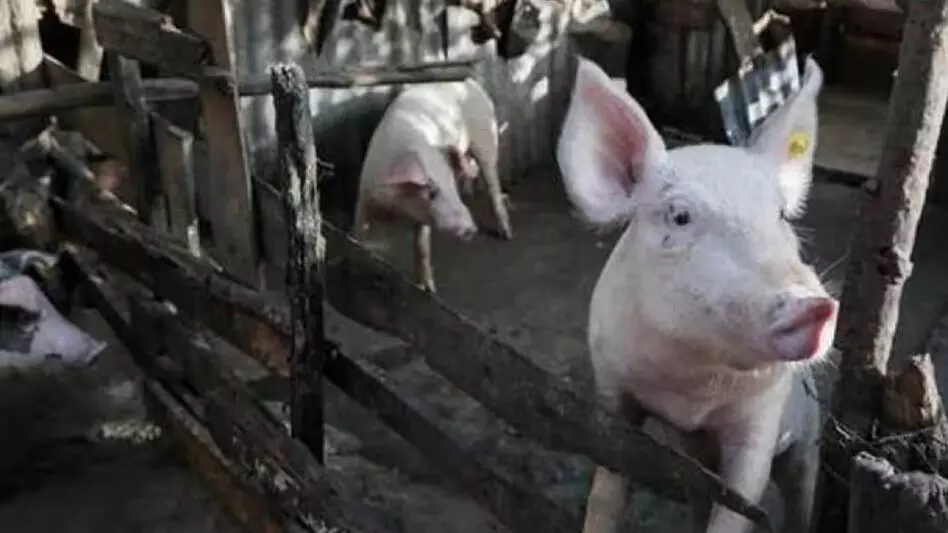 Mizoram : अफ्रीकी स्वाइन फीवर के प्रकोप के बीच 16,000 से अधिक सूअरों को मारा गया