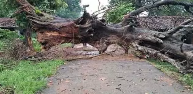 Taleigao में घर पर पेड़ गिरने से दो लोग घायल