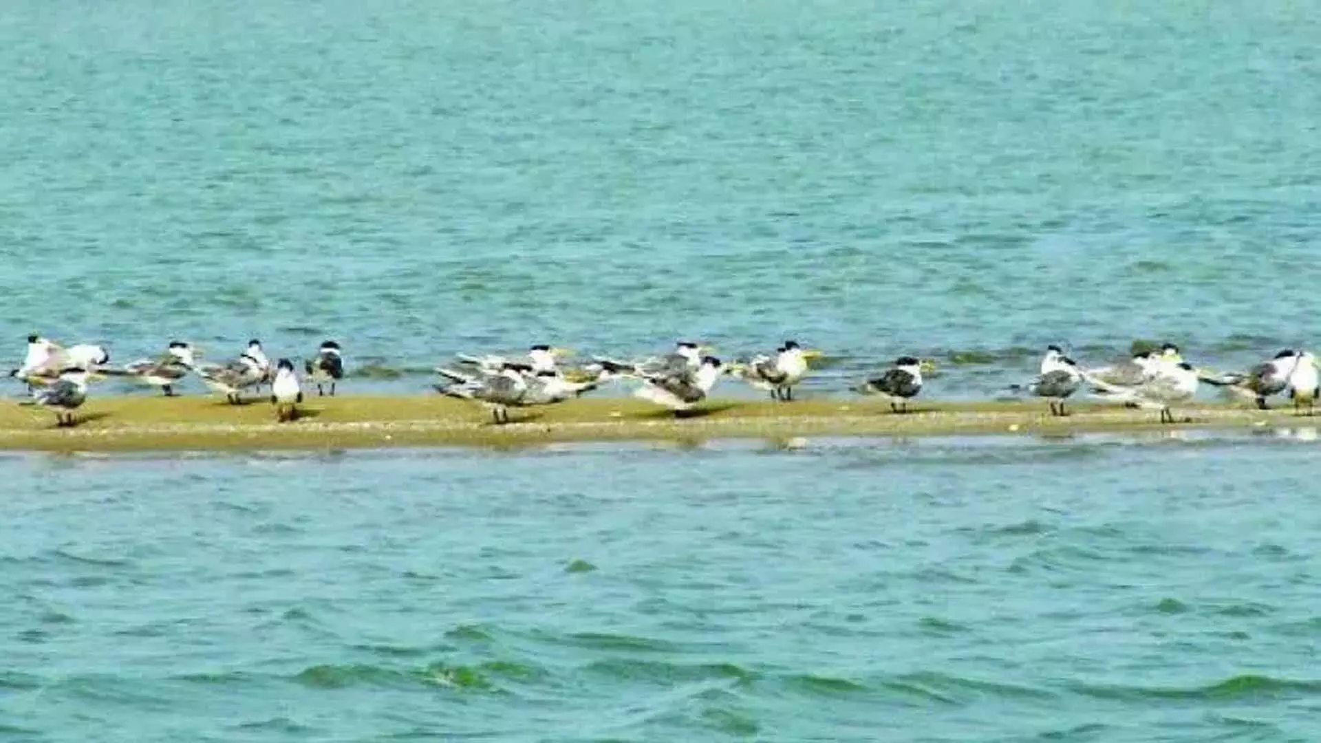 Andhra Pradesh: सरकार मछुआरों और पर्यटकों के लिए पुलिकट झील से गाद हटाएगी