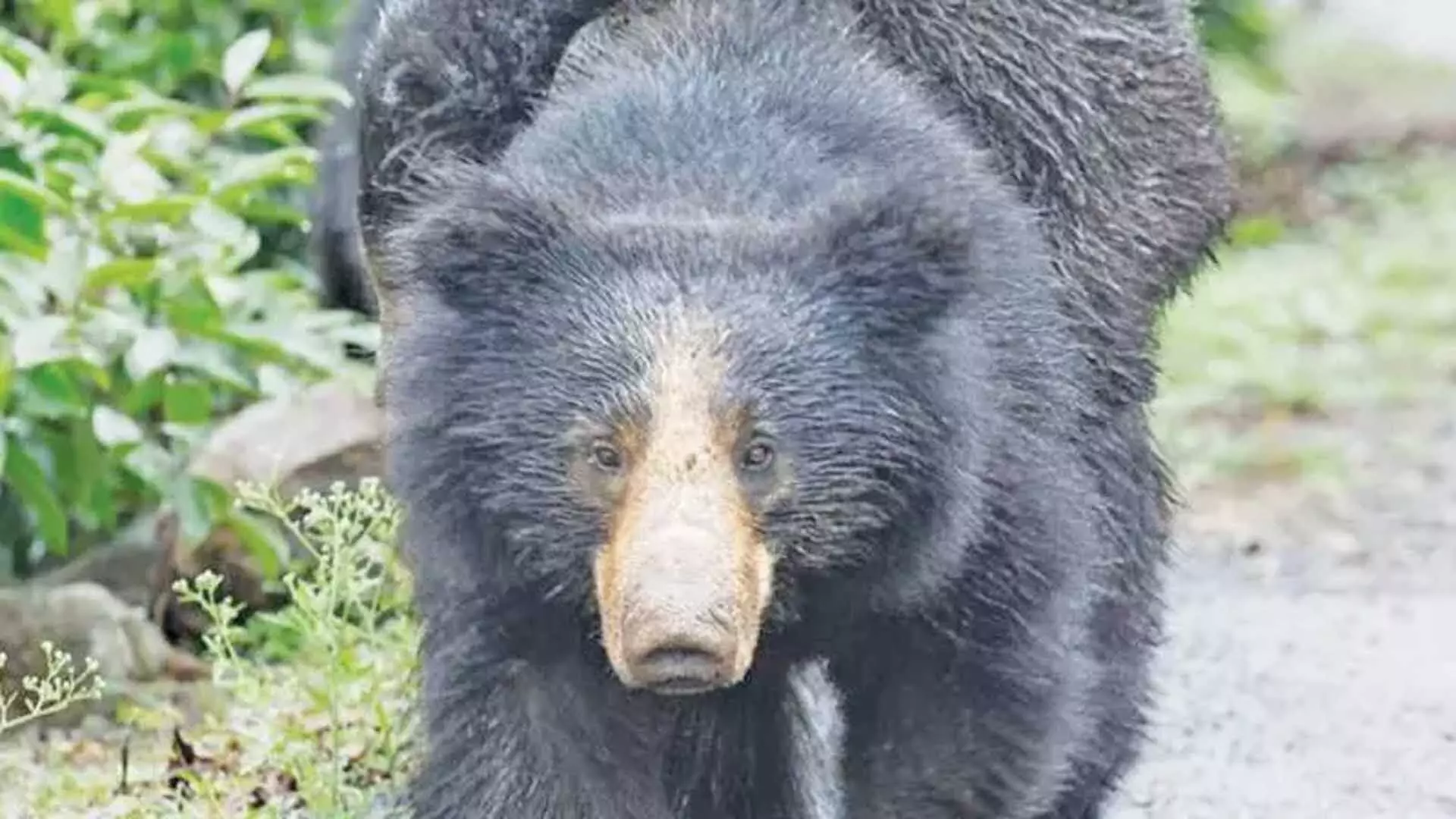 ANANTAPUR: भालू ने बिस्कुट का स्वाद चखा, नियमित रूप से गोदाम का दौरा किया