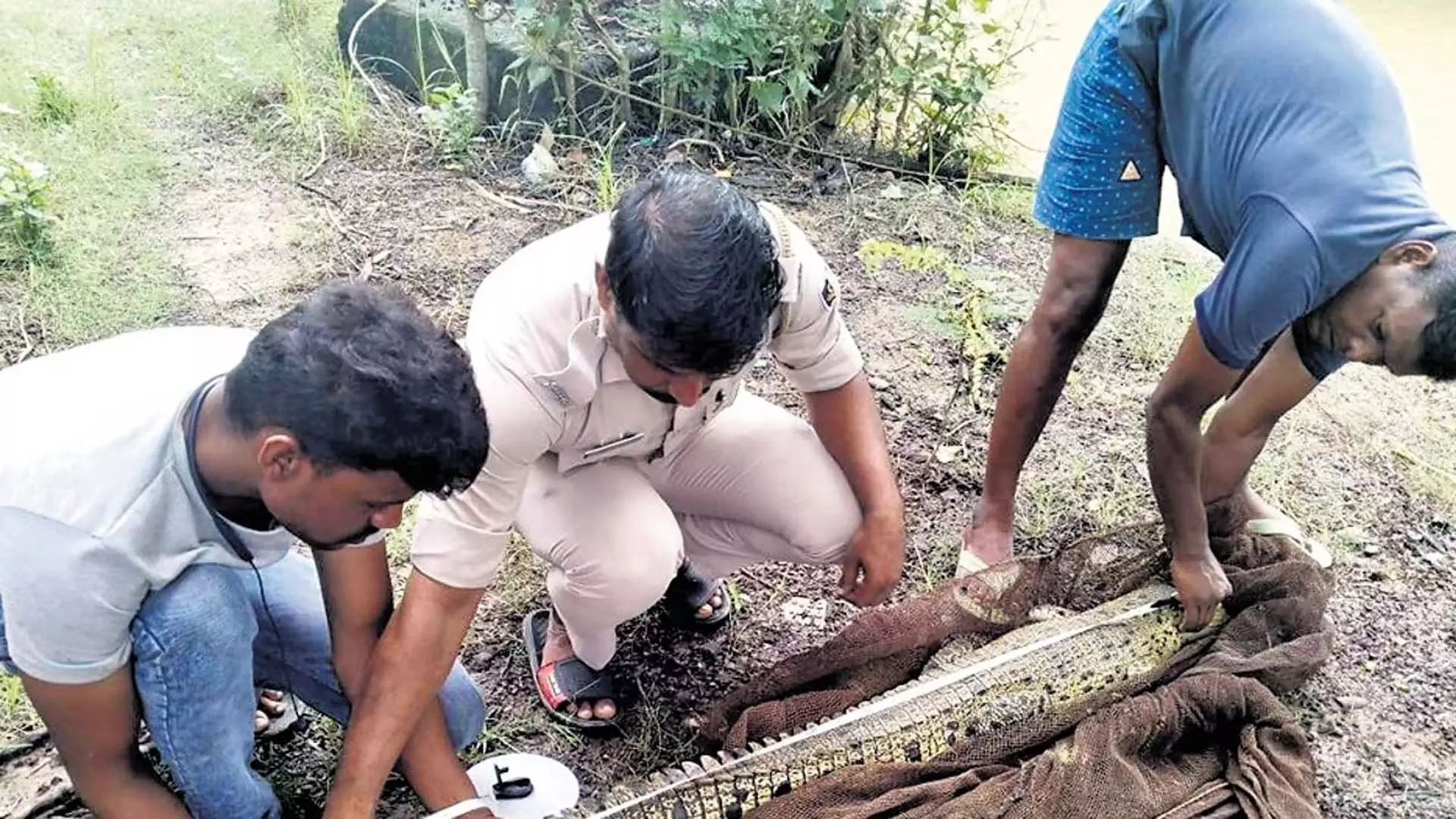 Odisha के एक गांव के तालाब से खारे पानी के मगरमच्छ को बचाया