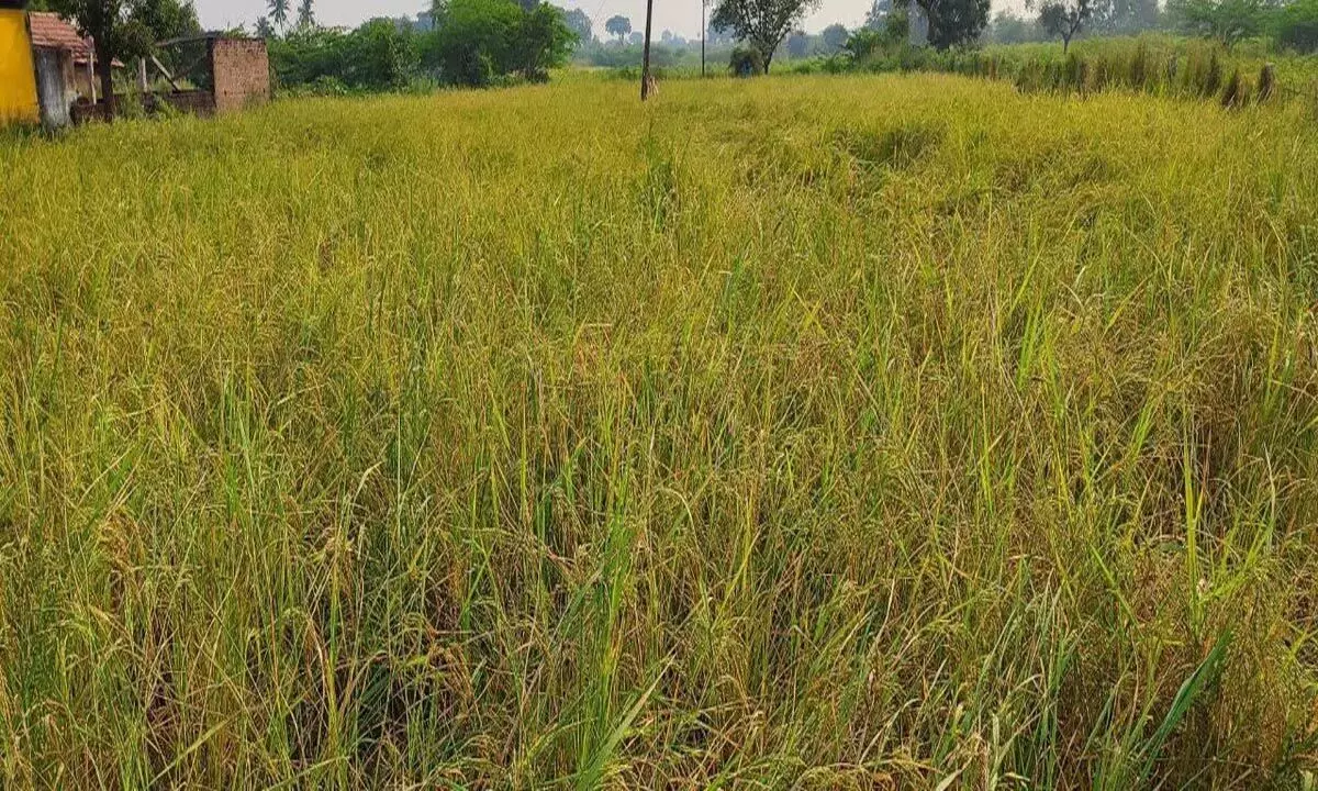 धर्मपुरी के किसान मृदा स्वास्थ्य परीक्षण कराने के इच्छुक नहीं