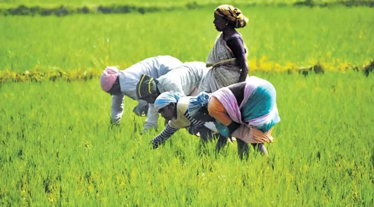 Kerala : समर्थन में निराशा, किसानों ने सामूहिक रूप से काम छोड़ दिया