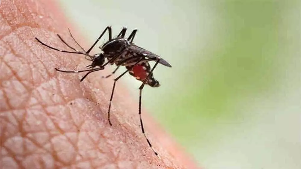 Ahmedabad : मानसून में डेंगू, तेज बुखार समेत वायरल संक्रमण के मामले बढ़ रहे