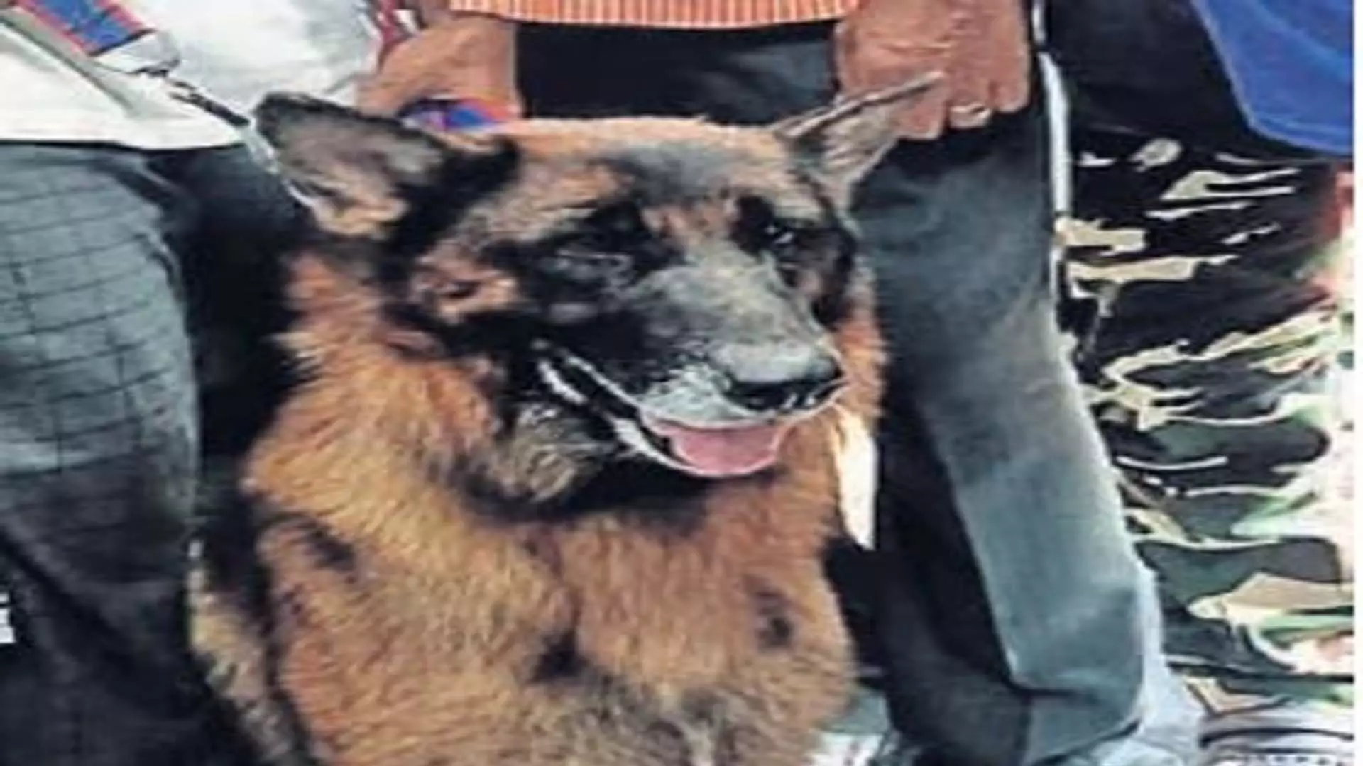 खोजी कुत्ता ‘स्टॉर्म’ बचाव अभियान के लिए Wayanad रवाना