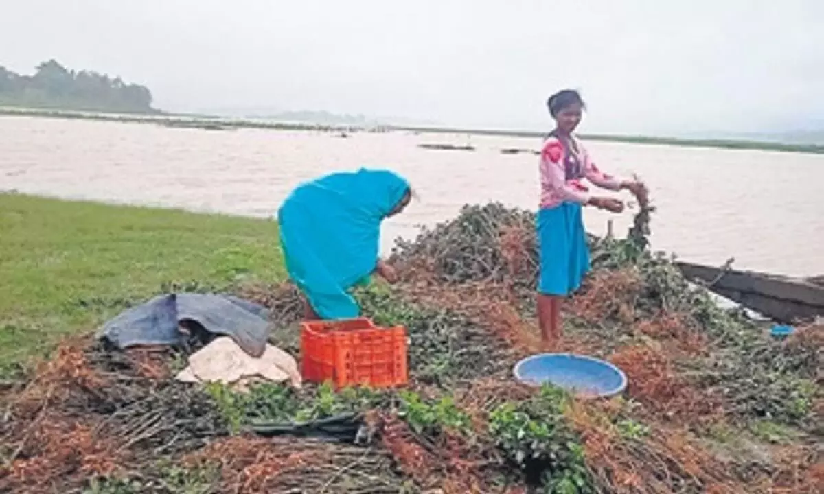 Odisha: भारी बारिश से 500 एकड़ से अधिक मूंगफली की फसल को नुकसान