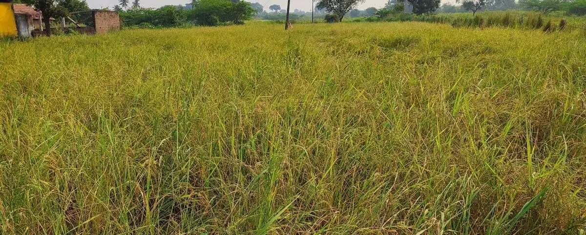 Tamil Nadu : धर्मपुरी के किसान मिट्टी की सेहत की जांच करवाने के लिए उत्सुक नहीं