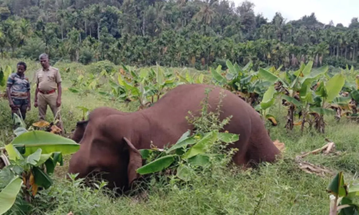 Odisha: कटक में पिछले 5 सालों में 26 हाथियों की मौत