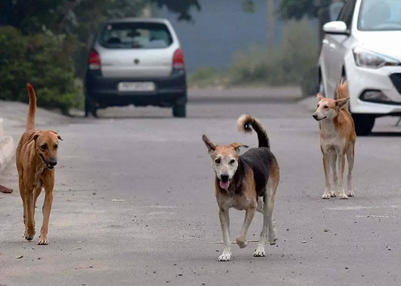 Panchkula में कुत्ते के काटने के मामलों में वृद्धि, इम्यून ग्लोब्युलिन दवा उपलब्ध नहीं