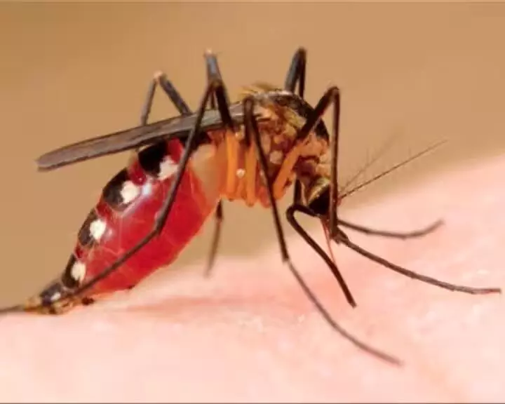 Odisha में डेंगू से पीड़ित मरीजों की संख्या 31 पहुंची