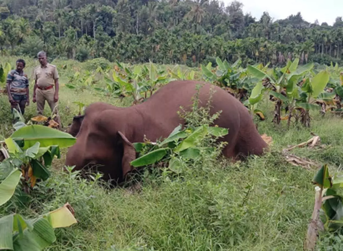 Cuttack News: पिछले 5 वर्षों में 26 हाथियों की मौत