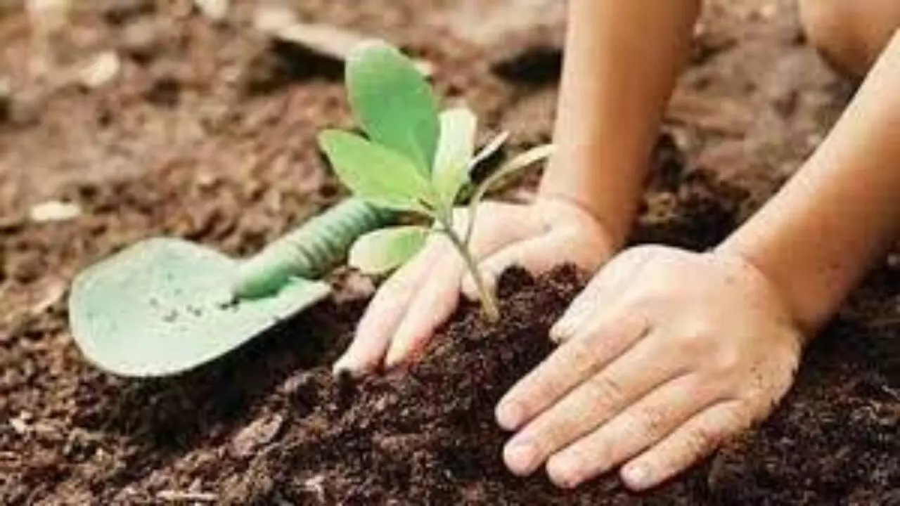 Jhansi: राष्ट्रीय सेवा योजना ने डीडीयू में 400 पौधे लगाए