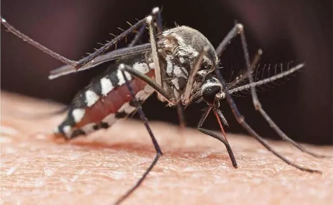 Patna: मोहल्लों में बढ़ा मच्छरों का आतंक