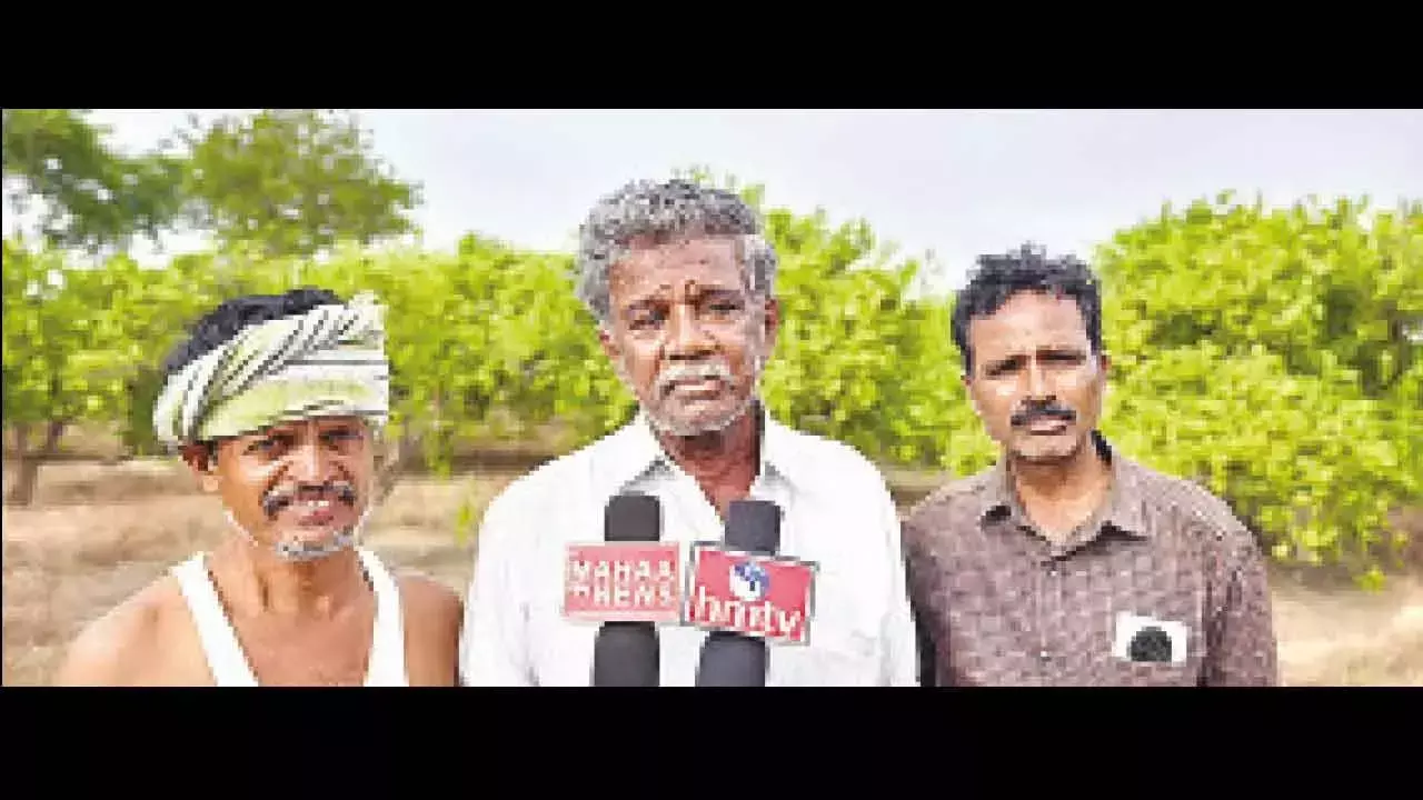 Andhra Pradesh: मीठे संतरे के किसानों ने सरकार से मदद मांगी