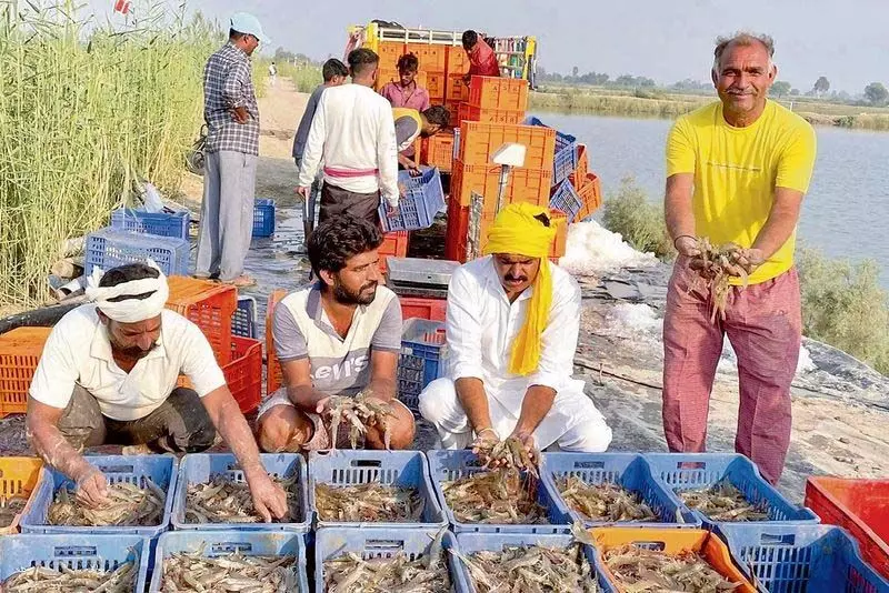 Ludhiana: भूजल की लवणता मालवा के झींगा किसानों के लिए वरदान बन गई