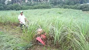 CMFRI केरल में पुराने समय की लाभदायक लेमन ग्रास की खेती को पुनर्जीवित करने के लिए तैयार