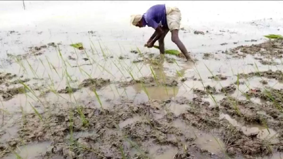 UP: बाढ़ के कारण चावल की फसल बर्बाद, अभी भी कुछ फसल उगाने की संभावना