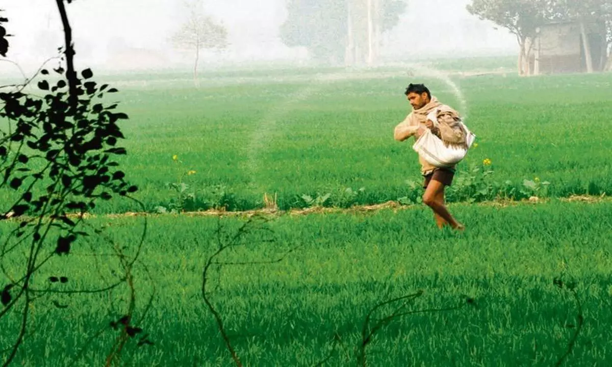 Haryana: एमएसपी पर 10 और फसलों की खरीद को कैबिनेट की मंजूरी