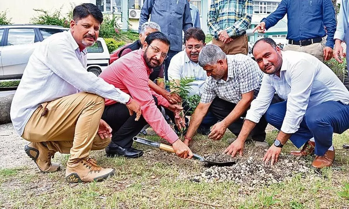 नौणी बागवानी विश्वविद्यालय में 250 सजावटी पौधे रोपे गए
