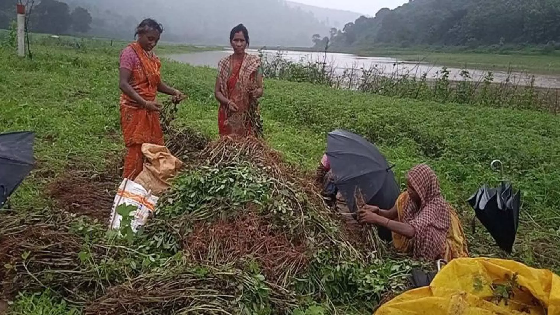 बाढ़ के पानी ने मूंगफली की खेती को नष्ट कर दिया