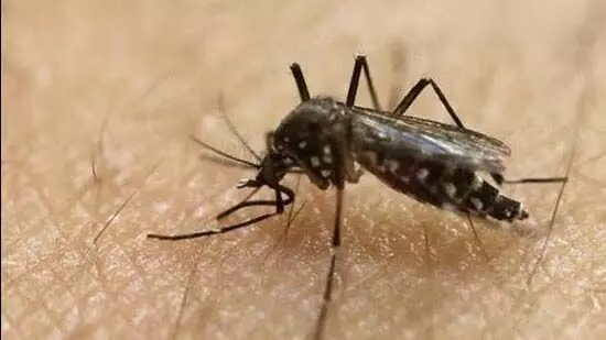 Zika virus: गर्भवती महिला में जीका वायरस की पुष्टि