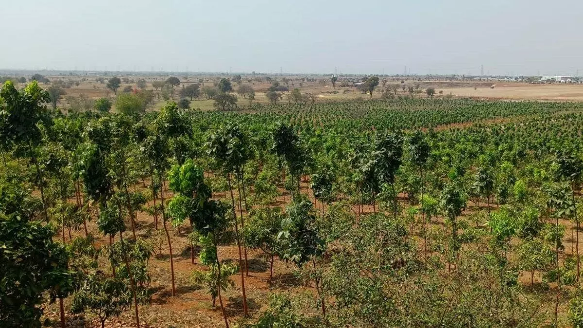 Gorakhpur: नगर निगम जिले में लोगों को निशुल्क पौधे बांटेगा