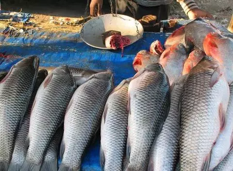 Assam : स्वास्थ्य संबंधी खतरों और अस्वच्छ स्थितियों के कारण सड़क किनारे मछली विक्रेताओं को हटाने की मांग की