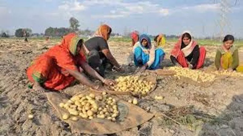 Punjab : ओडिशा पंजाब से आलू खरीद सकता है, मंत्री ने कहा