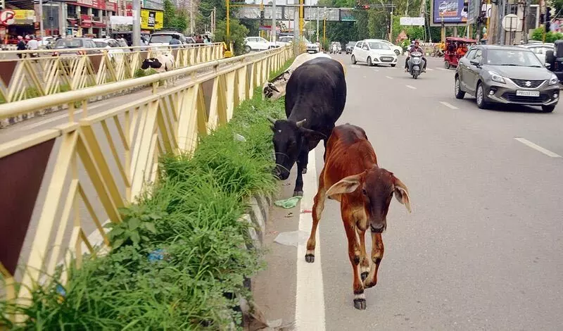 Amritsar: केंद्रीय कगार पर घास की जंगली वृद्धि आवारा मवेशियों को आकर्षित