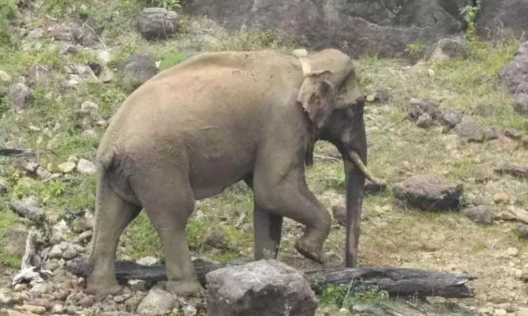 COIMBATORE: हाथी के शव को खोदकर दूर दफनाया गया