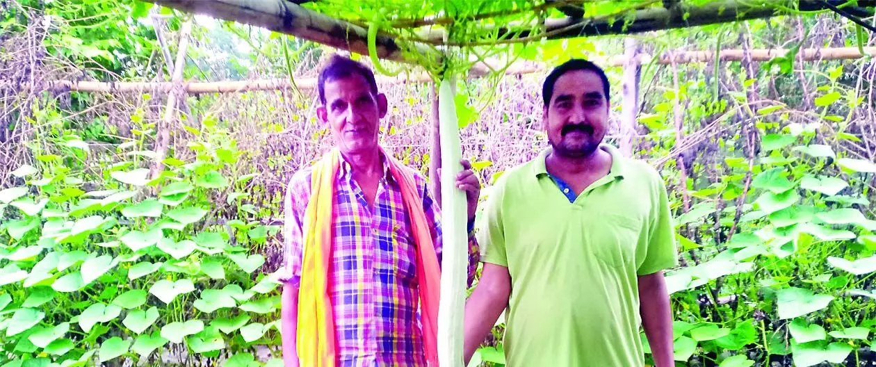 Gyan Chand ने अपने खेत में उगाया साढ़े छह फुट पंडोल