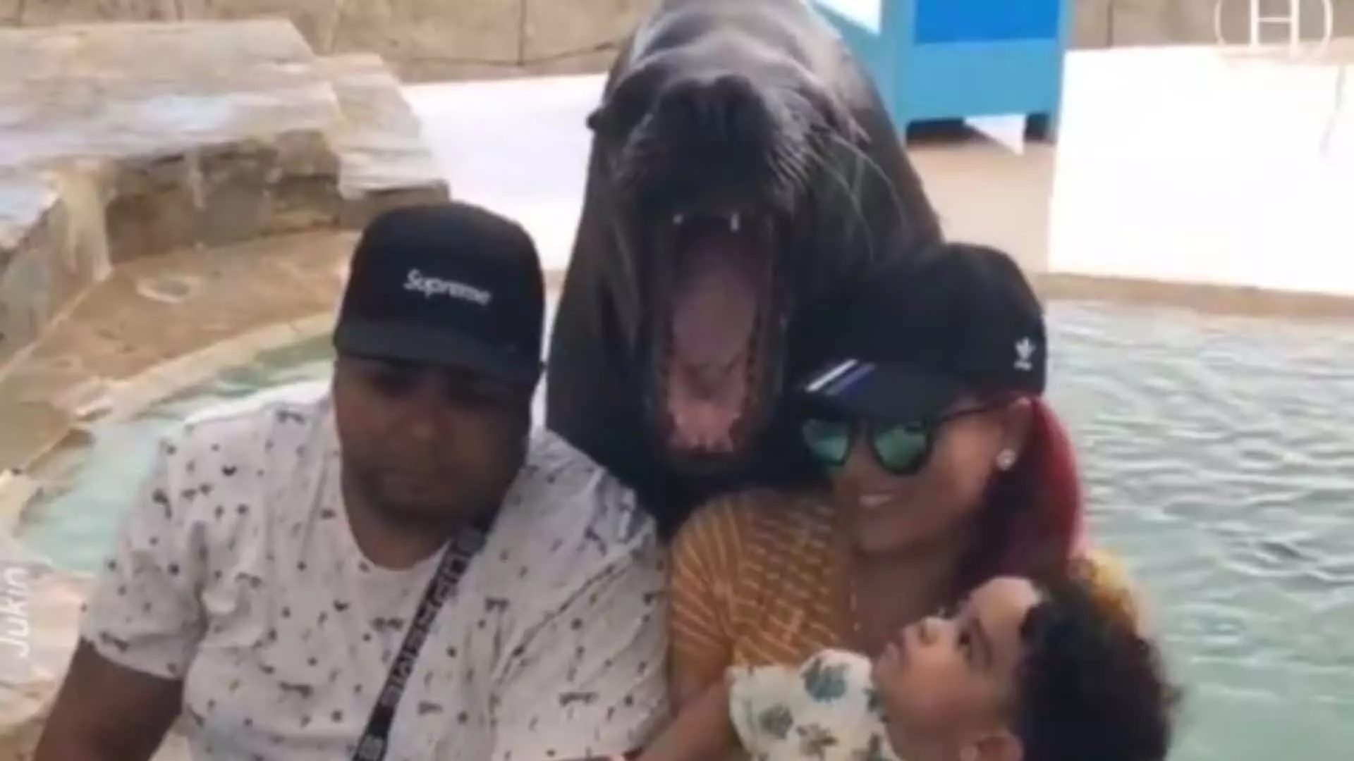 Sea Lion के साथ परिवार का पोज़, पुराना वीडियो फिर से वायरल