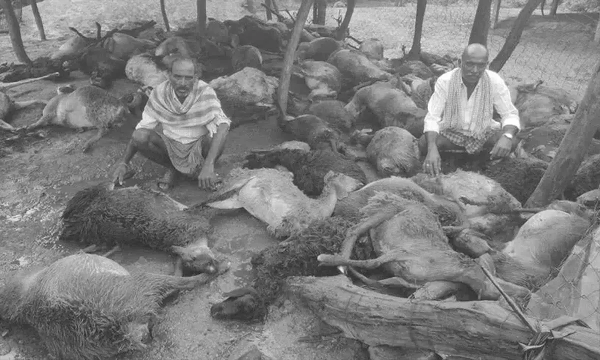 Siddipet में आवारा कुत्तों के हमले में 80 भेड़ों की मौत