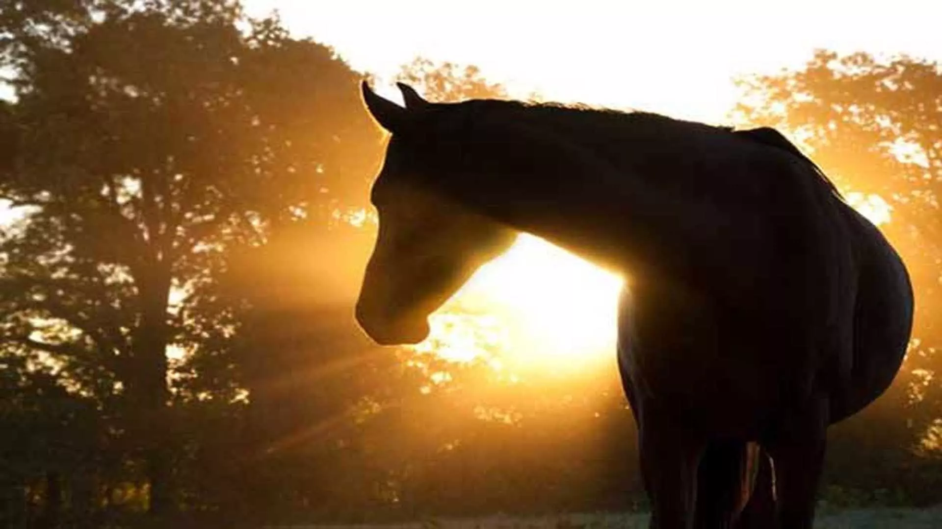 Horse के गर्भपात का अध्ययन मानव गर्भावस्था के प्रारंभिक नुकसान को समझा सकता है- अध्ययन