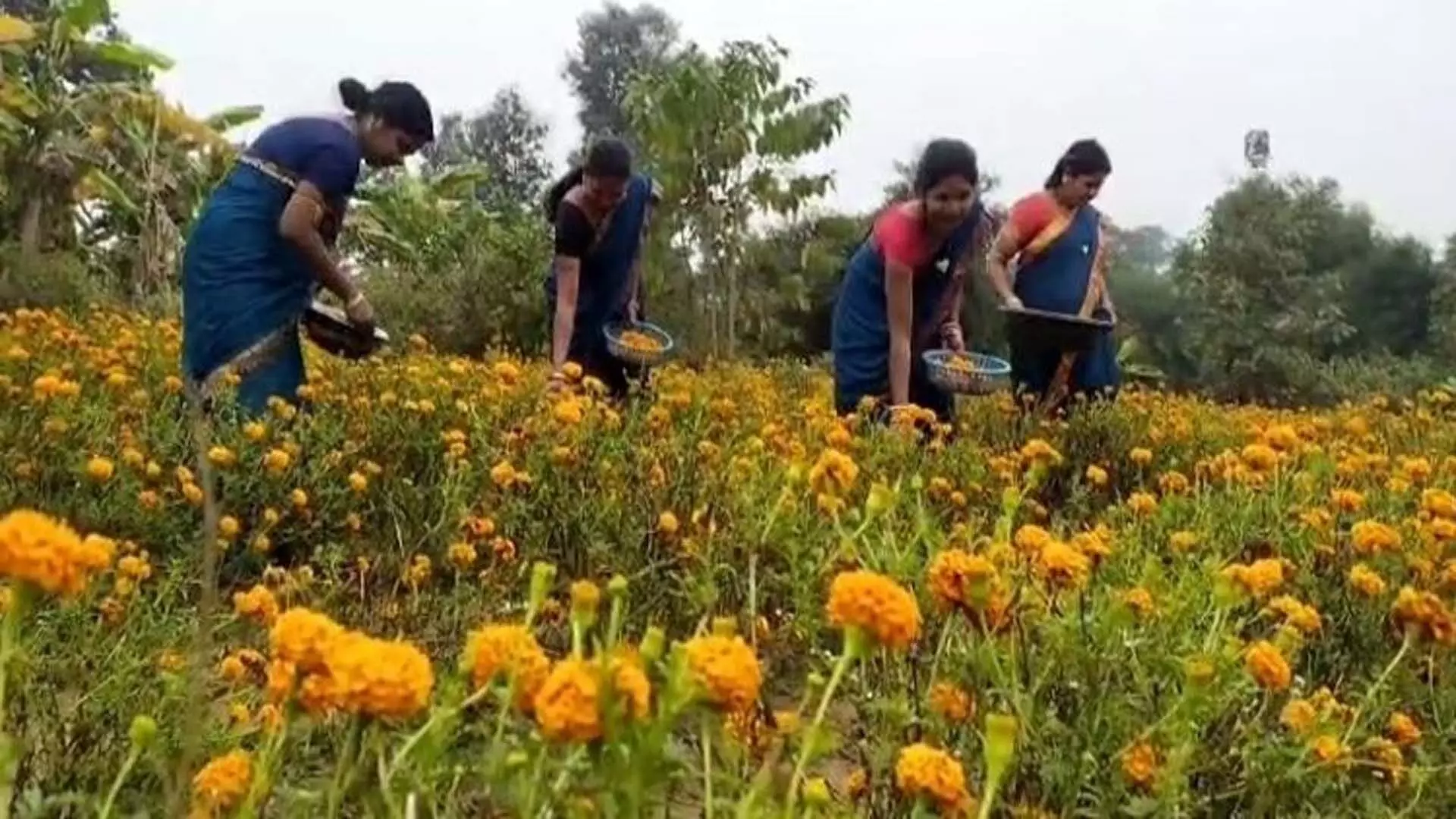 गेंदा की खेती से Sundargarh के किसानों की आजीविका में वृद्धि