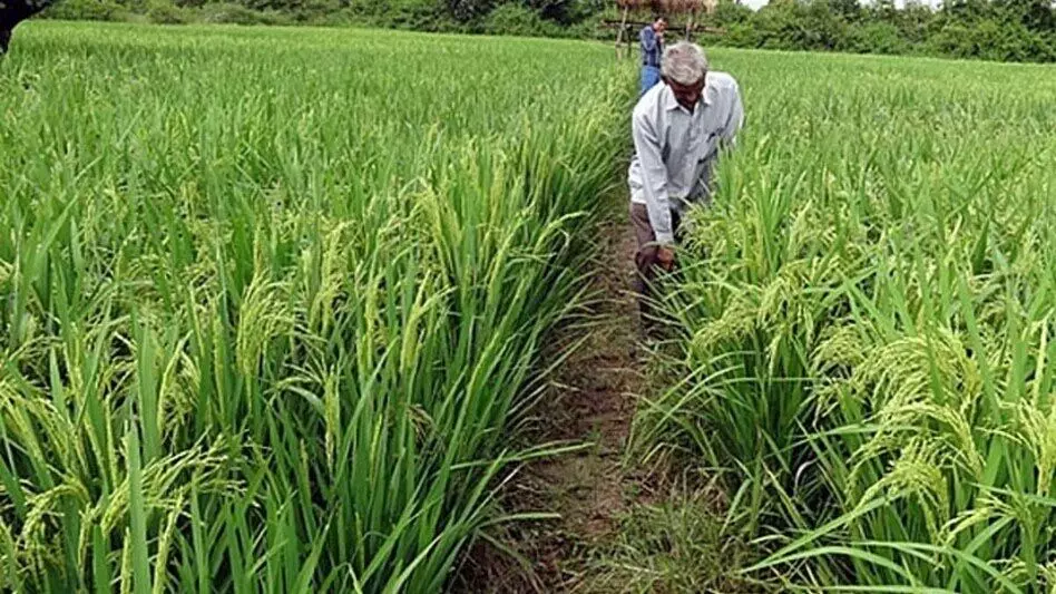 Andhra Pradesh: समय पर बारिश से खरीफ फसलों को राहत मिली