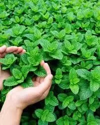 Mint benefits: कई चमत्कारों से भरपूर है पुदीना,जाने इसके फायदे