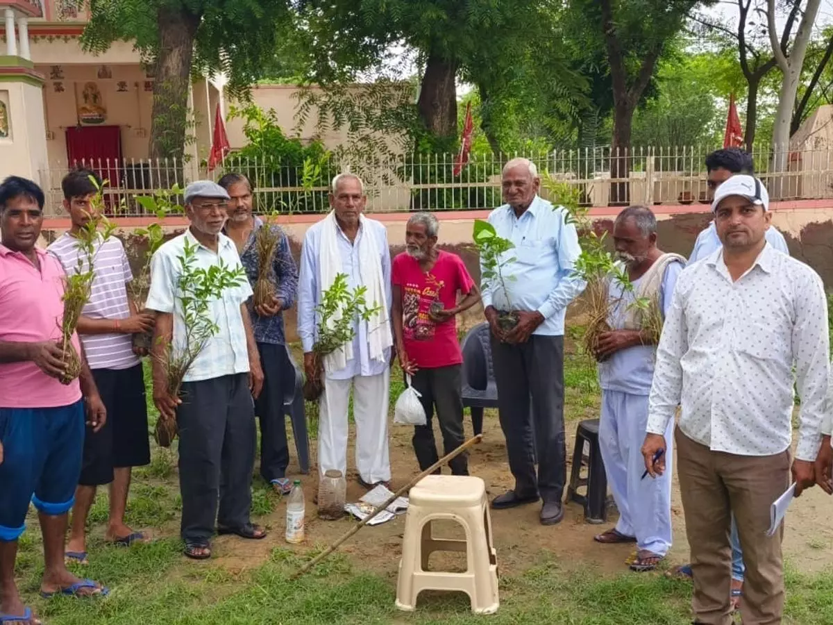 Jhunjhunu: न्यू राजस्थान पब्लिक स्कूल की ओर से गांवों में लगाए गए पौधे