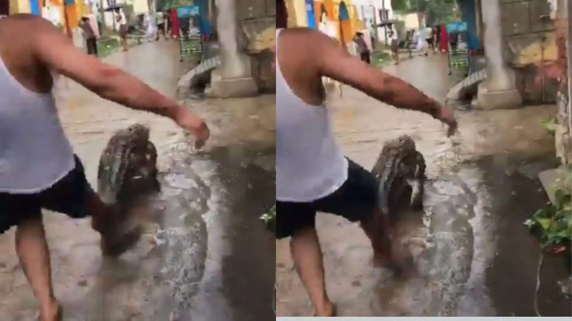 VIDEO: रास्ते पर चल रहा था मगरमच्छ, शख्स ने मार दी लात, फिर जो हुआ...