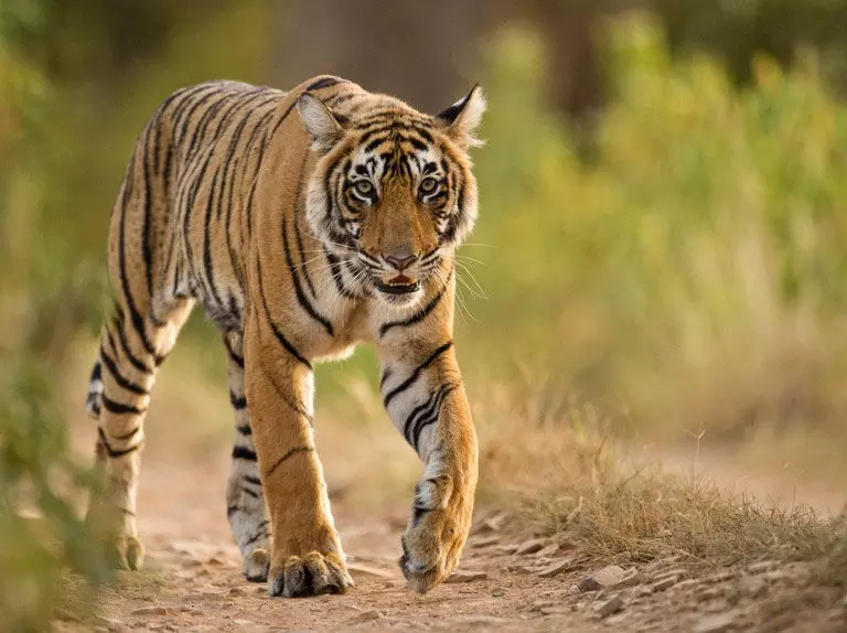 छत्तीसगढ़ की जनजातीय संस्कृति पर केंद्रित तीन दिवसीय फोटो प्रदर्शनी का होगा आयोजन