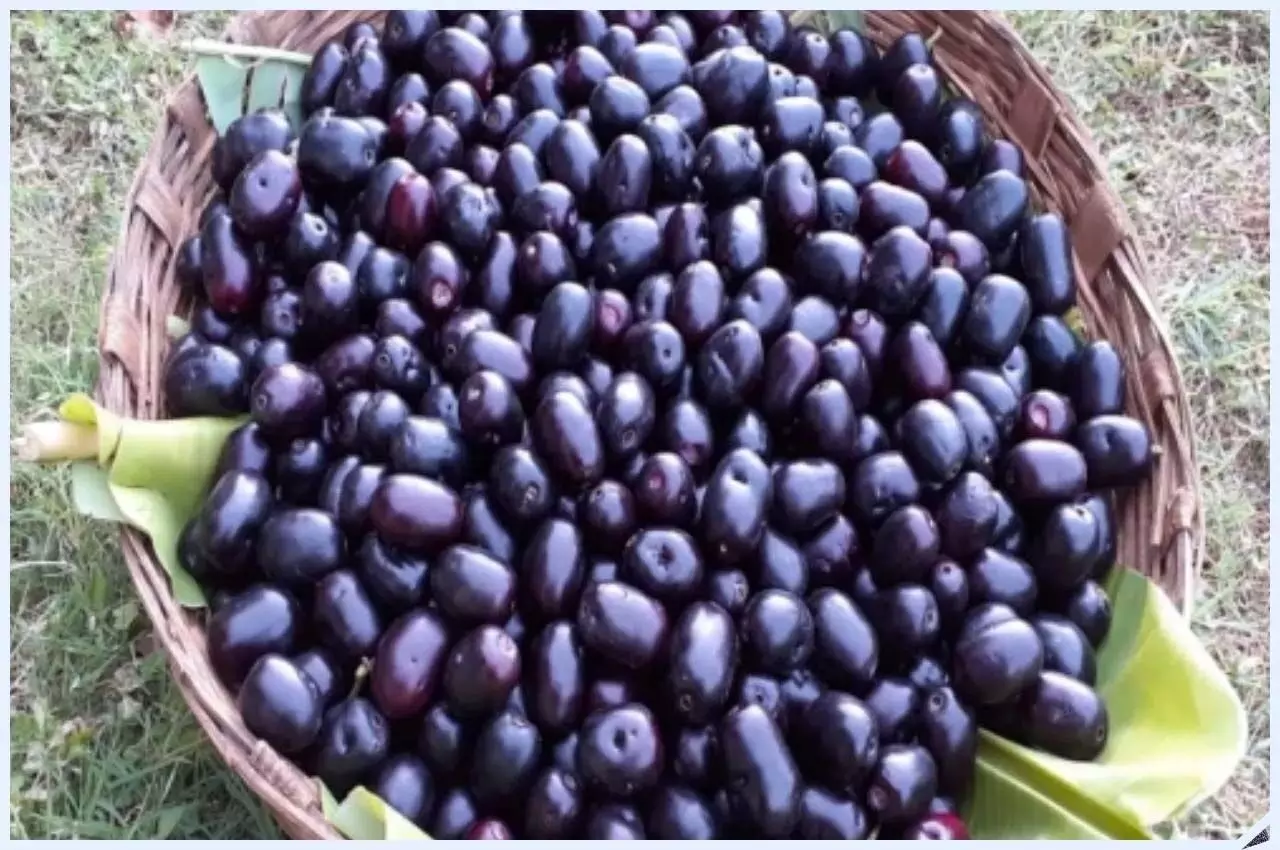 Jamun: इस मौसम में खाये जामुन, मिलेंगे अनेक फायदे