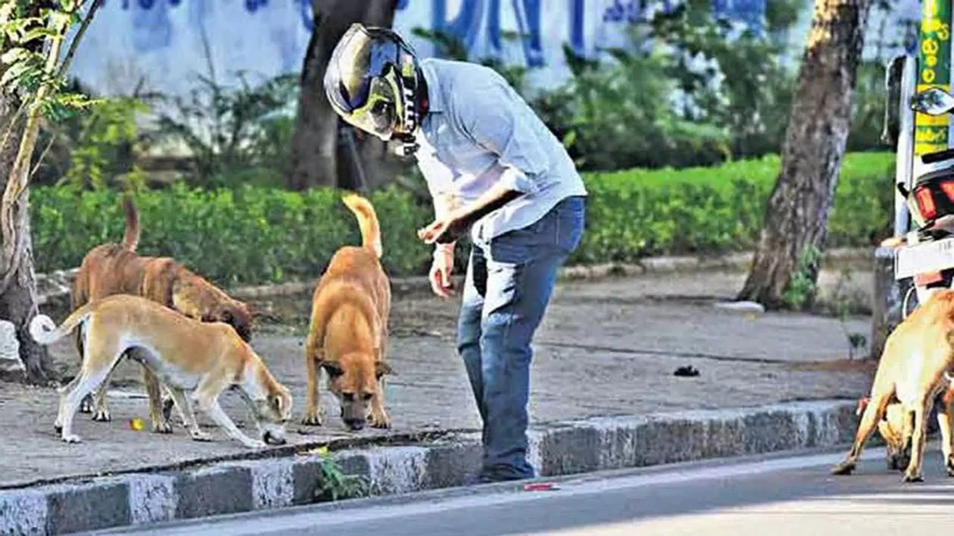 GHMC ने मानवीय शहर के लिए स्ट्रीट डॉग फीडर्स से सहयोग मांगा