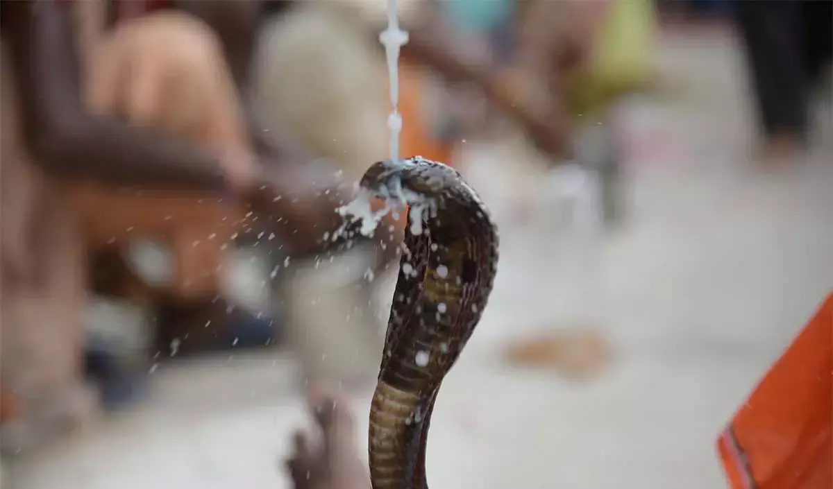 Nag Panchami: साध्य व सिद्ध योग में आज मनाई जा रही नाग पंचमी,  जानें पूजा विधि