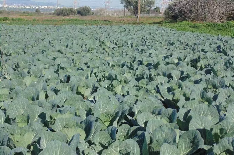 Cabbage: जाने गोभी के पत्तों से मिलने वाले सभी पोषक तत्वों के बारे