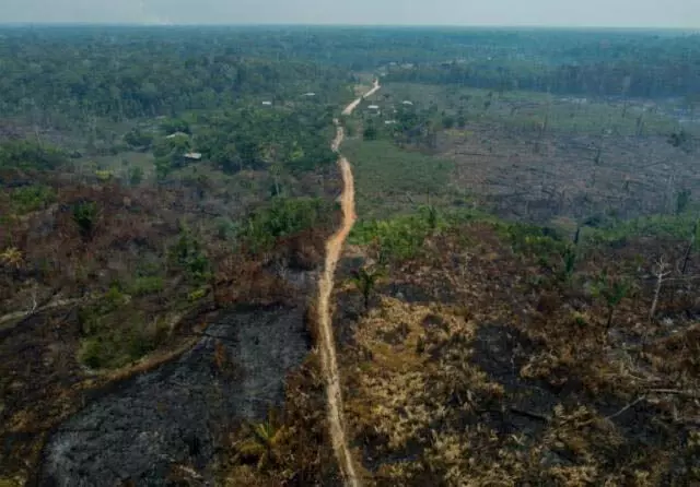 Brazil के अमेजन में वनों की कटाई लगभग आधी, सवाना की बलि