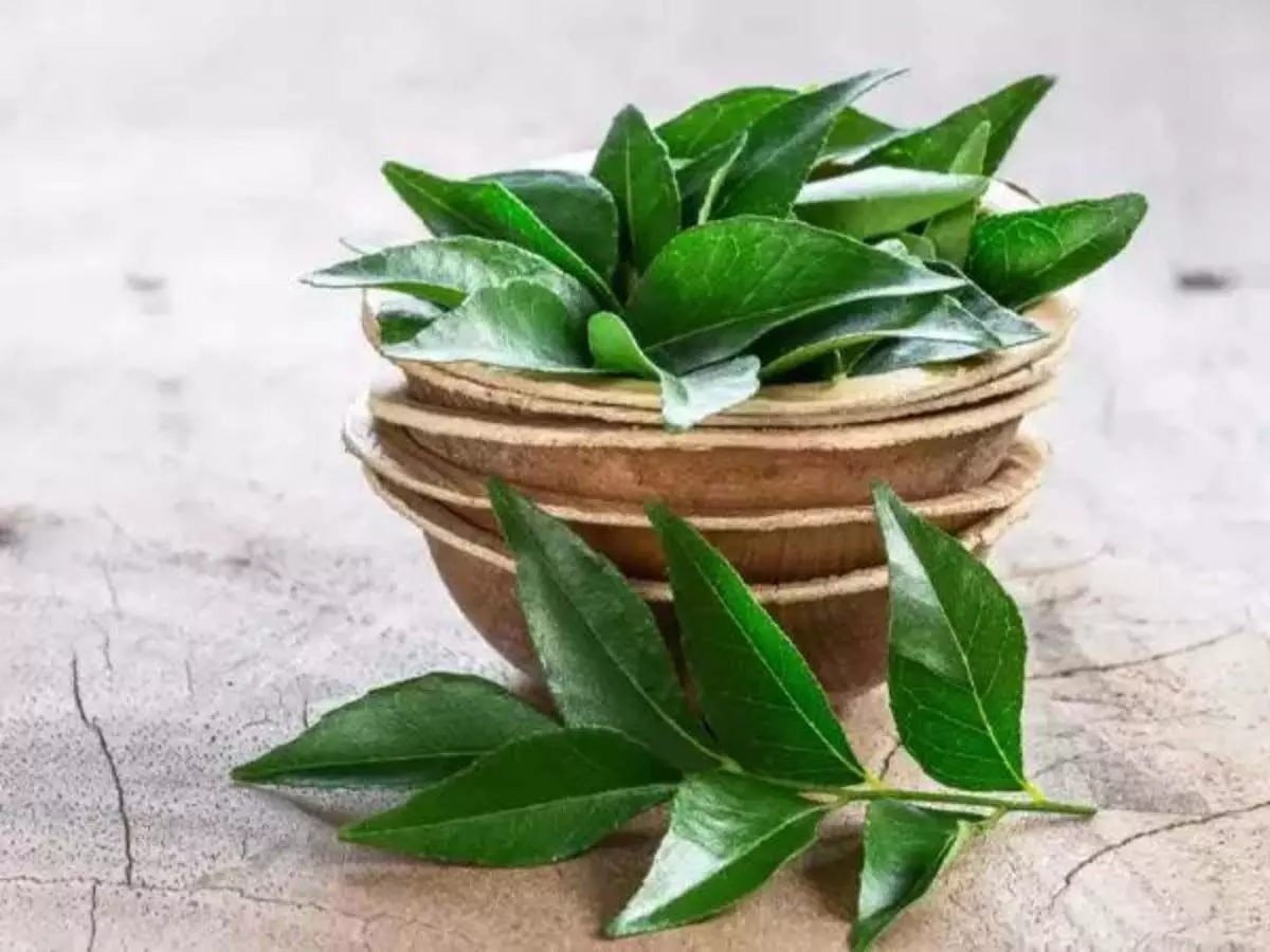 Curry leaves चबाने के फायदे जानकर रह जाएंगे हैरान