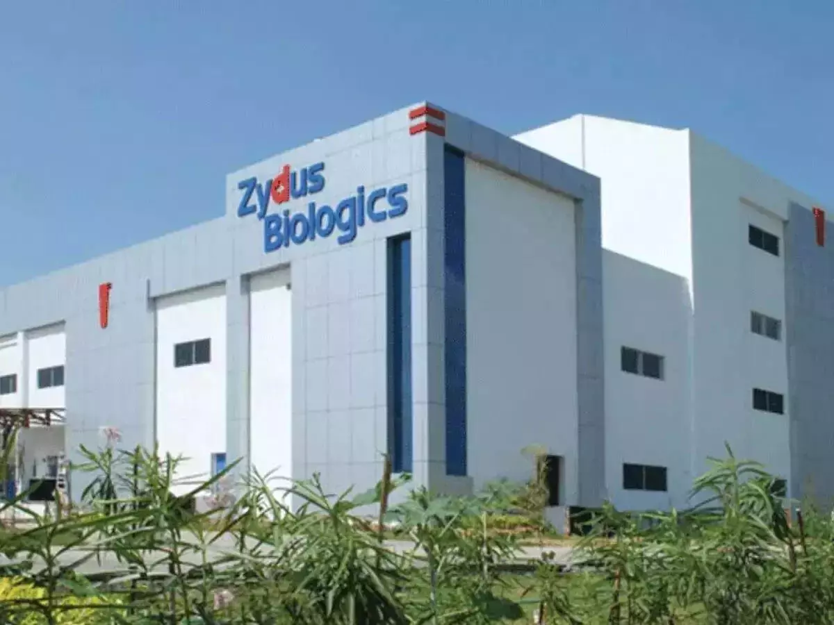 Zydus Lifesciences Q1 FY25 परिणाम जानें