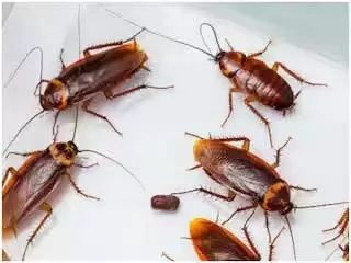 Cockroaches से परेशान हैं तो अपनाएं ये टिप्स