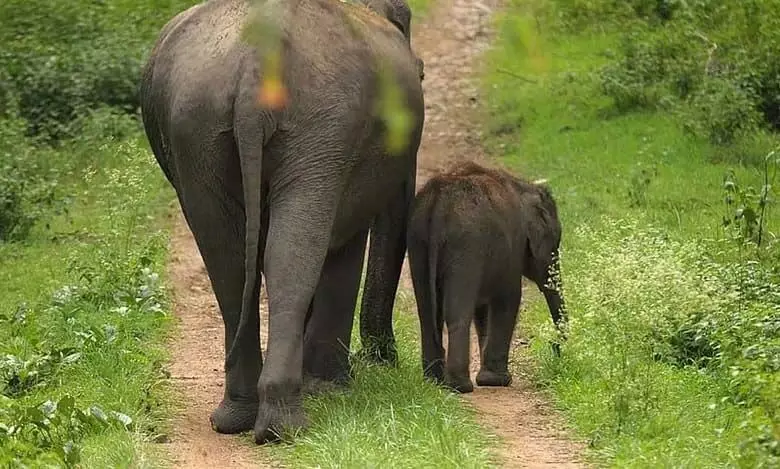 भारत ने 10 वर्षों में रेल दुर्घटनाओं में 200 हाथियों को खोया: Wildlife SOS