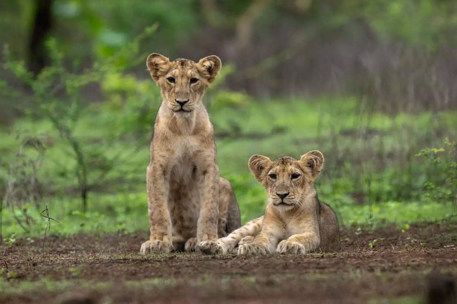 World Lion Day: प्रधानमंत्री मोदी ने शेरों की शानदार तस्वीरें साझा कीं